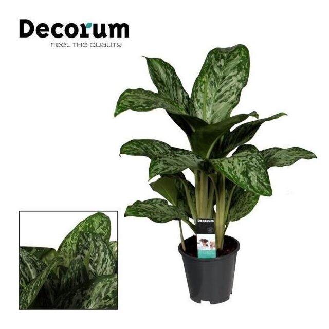 Φυτό Αγλαόνημα | Aglaonema Greenlight 50-70 εκ.