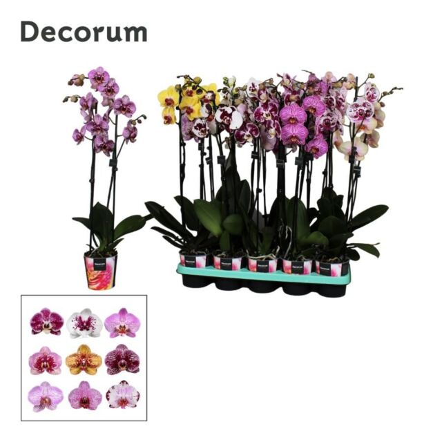 Φυτό Ορχιδέα Φαλαίνοψις | Phalaenopsis 2 Tak Decorum Mix 65 cm 