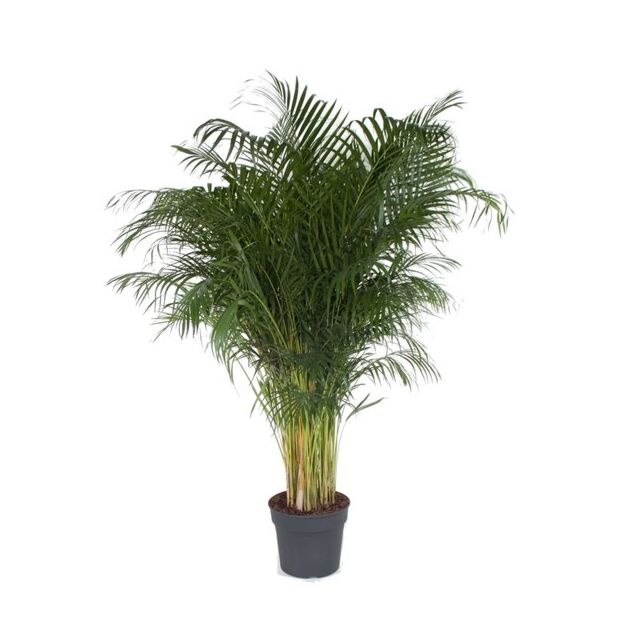 Φυτό Areca 140-160cm