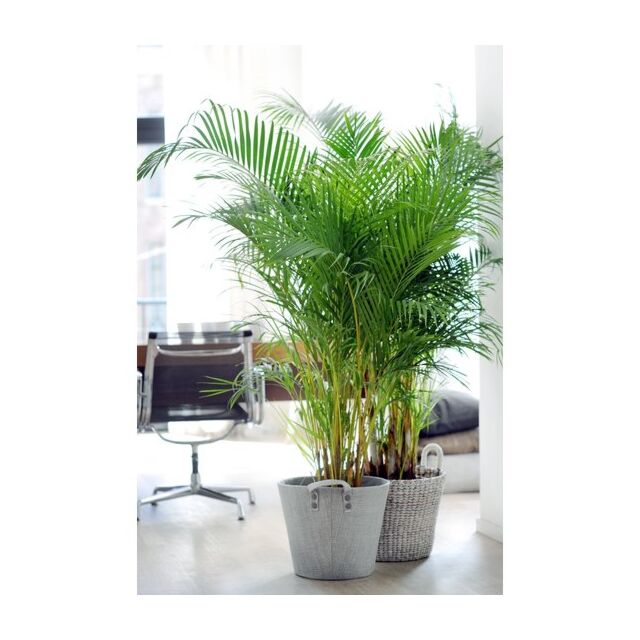 Φυτό Areca 140-160cm