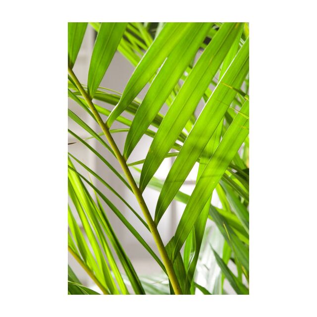 Φυτό Areca 140-160cm