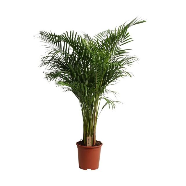 Φυτό Areca 140-160cm