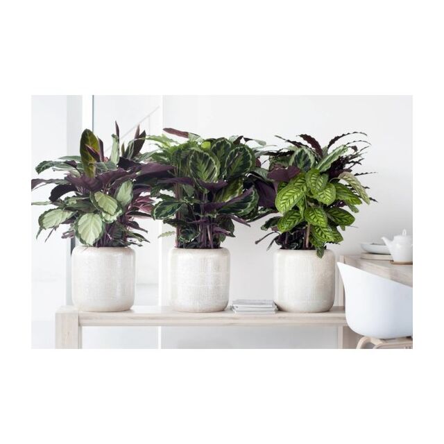 Φυτό Καλαθέα | Calathea 10-15cm