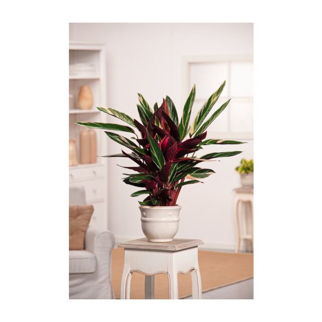 Φυτό Calathea triostar 30-50cm