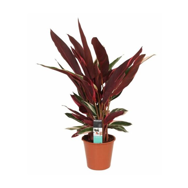 Φυτό Calathea triostar 30-50cm