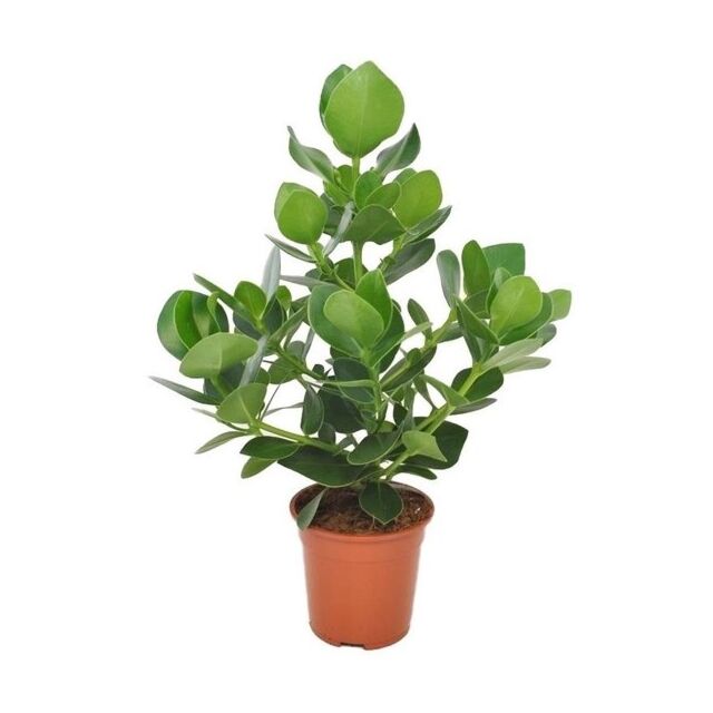 Φυτό Ficus Clusia 60-80cm