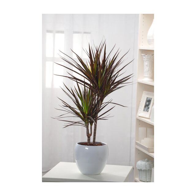 Φυτό Dracaena Marginata 60-80cm