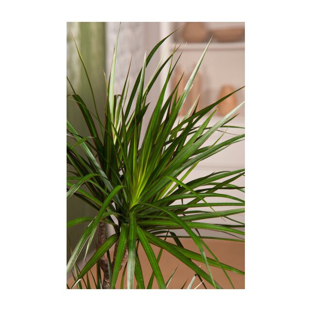 Φυτό Dracaena Marginata 60-80cm