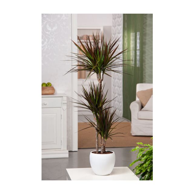 Φυτό Dracaena Marginata 120-150 cm