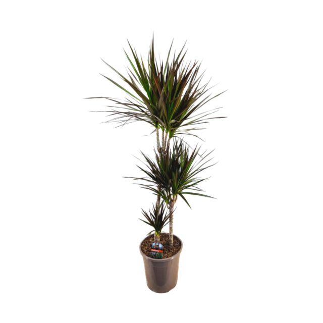 Φυτό Dracaena Marginata 120-150 cm