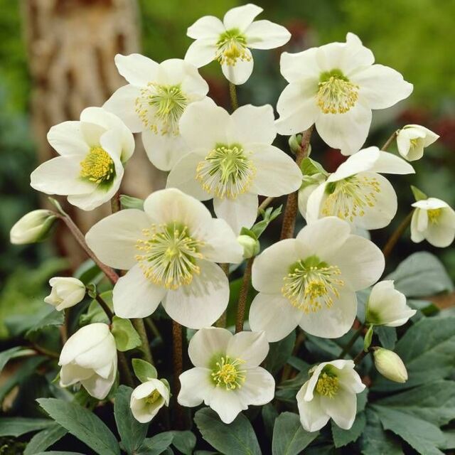 Φυτό Ελλέβορος | Helleborus White