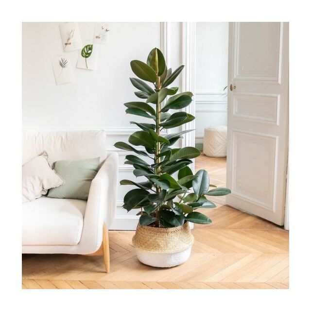 Φυτό ficus Εlastica Αbidjan 100-130cm