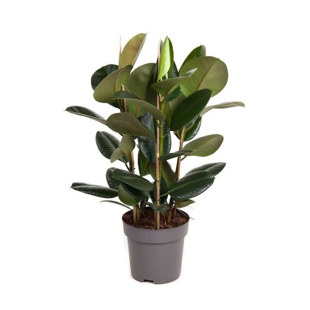 Φυτό ficus Εlastica Αbidjan 100-130cm