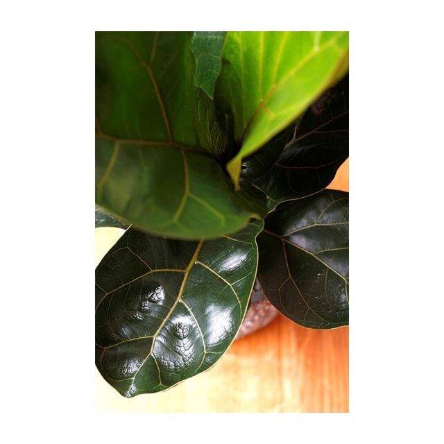 Φυτό ficus Lyrata  80-100cm