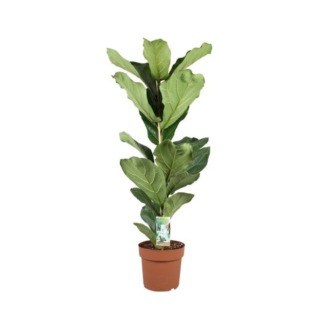 Φυτό ficus Lyrata  80-100cm