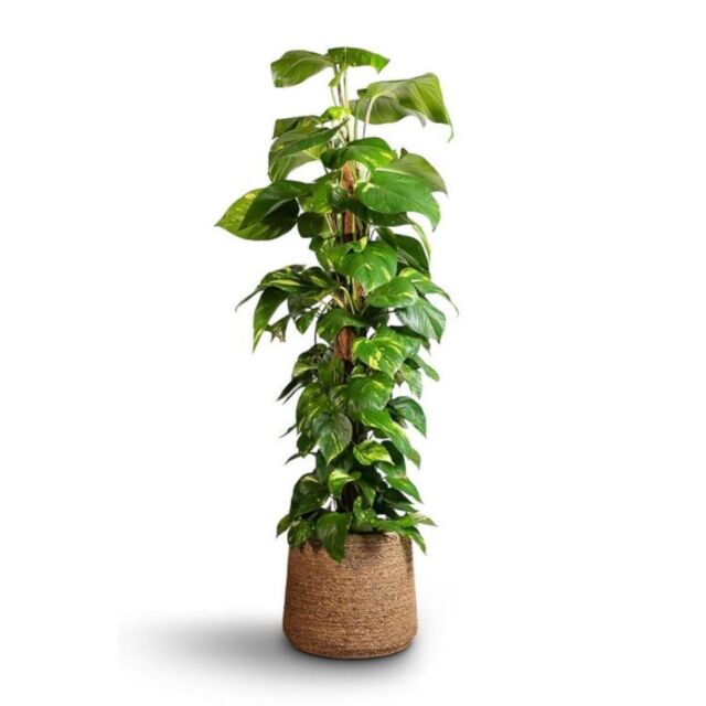 Φυτό Pothos golden 100-120cm