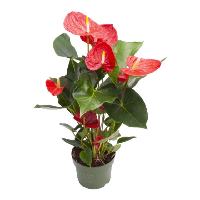 Φυτό Anthurium 35-50 cm