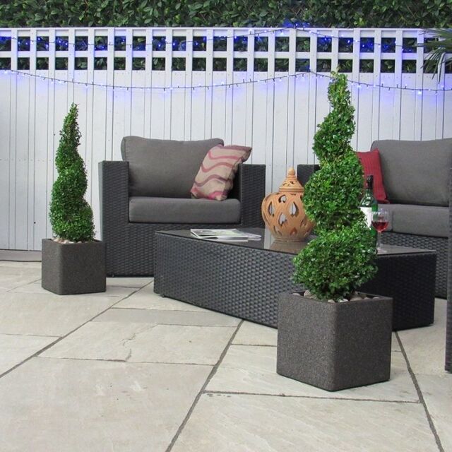 Φυτό Buxus spiral 100-120cm