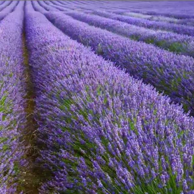 Φυτό Λεβάντα Γαλική | French Lavender 20-25cm