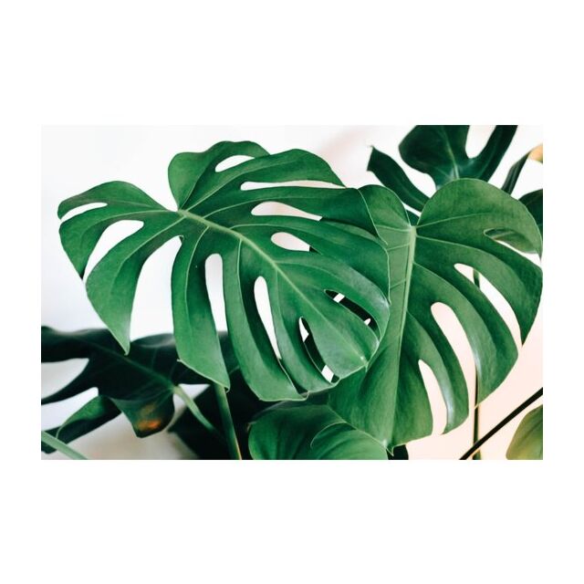 Φυτό Monstera 70-90cm