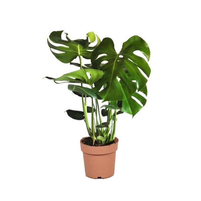 Φυτό Monstera 70-90cm