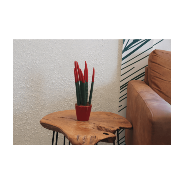 Φυτό Sansevieria Cylindrica Velvet Touch 25-35cm