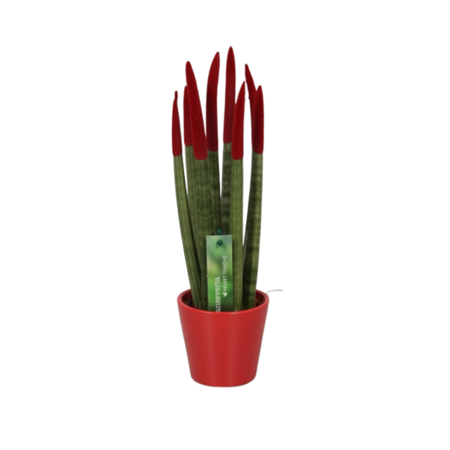 Φυτό Sansevieria Cylindrica Velvet Touch 25-35cm