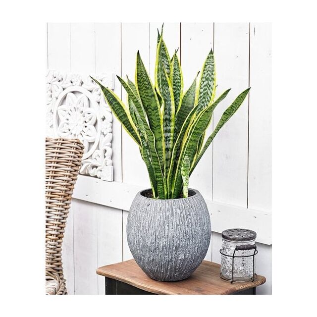 Φυτό Sansevieria panache 25-35cm