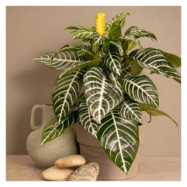 Φυτό Αφελάνδρα | Botanica Aphelandra 25-35 cm 