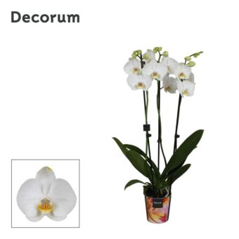 Φυτό Ορχιδέα Φαλαίνοψις | Phalaenopsis 3 Tak white 65 cm 