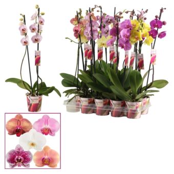 Φυτό Ορχιδέα Φαλαίνοψις | Phalaenopsis 2 Tak Mix 75 cm