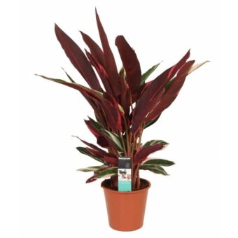 Φυτό Calathea triostar 30-50cm