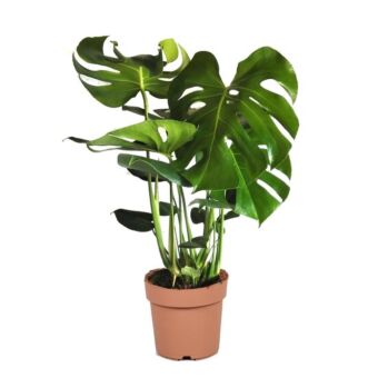 Φυτό Monstera 70-90cm