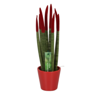 Φυτό Sansevieria Cylindrica Velvet Touch 25-35cm