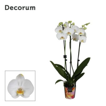 Φυτό Ορχιδέα Φαλαίνοψις | Phalaenopsis 3 Tak white 65 cm