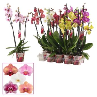 Φυτό Ορχιδέα Φαλαίνοψις | Phalaenopsis 3 Tak Mix 65 cm