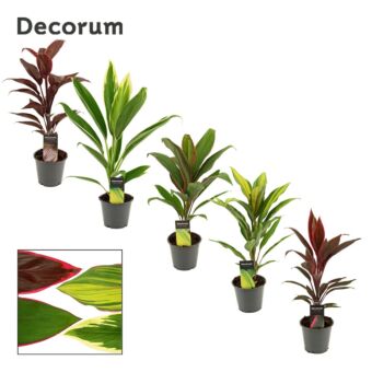 Φυτό Κορδιλίνη | Cordyline 30-40 cm