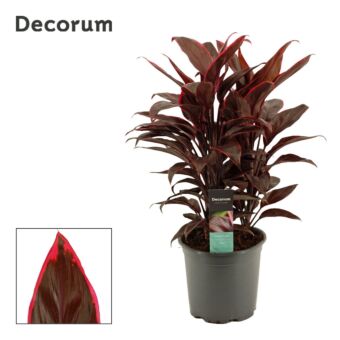 Φυτό Κορδιλίνη | Cordyline 45-55 cm