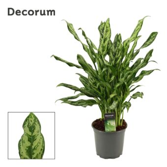 Φυτό Αγλαόνημα | Aglaonema Miss Julliette 45-55 εκ.
