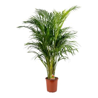 Φυτό Areca 140-160cm