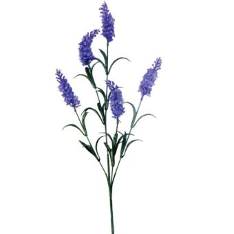 ΚΛΑΔΙ ΛΕΒΑΝΤΑ ΜΠΛΕ/ΜΩΒ Y70cm.
