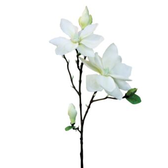 ΚΛΑΔΙ ΜΑΝΩΛΙΑ EKΡOY Y83cm.