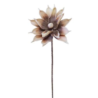 FOAM ΚΑΦΕ ΝΟΥΦΑΡΟ Y75cm.