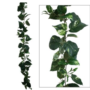 ΓΙΡΛΑΝΤΑ ΠΟΘΟΣ ΔΙΧΡΩΜΟΣ (122 ΦΥΛΛΑ) Y180cm.