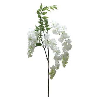 ΚΛΑΔΙ ΑΚΑΚΙΑ ΣΑΜΠΑΝΙ X3 Y75-98cm.