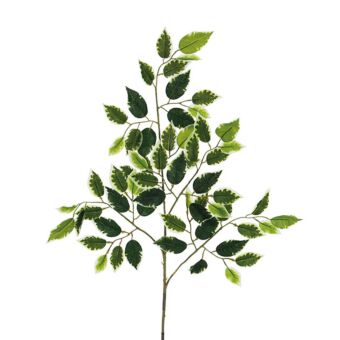 ΚΛΑΔΙ ΔΙΧΡΩΜΟ ΜΠΕΝΖΑΜΙΝ Υ65cm