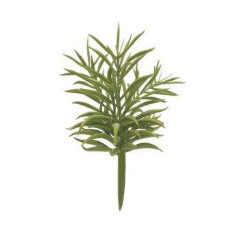 ΡΙΖΑ ΠΑΧΥΦΥΤΟ ΚΡΑΣΟΥΛΑ ΠΡΑΣΙΝΟ - Υ22cm