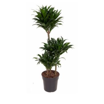 φυτό Δράκαινα | Dracaena Compacta
