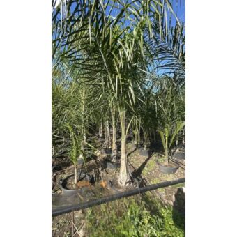 Δέντρο Arecastum (Cocos) 250-300 cm