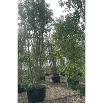 Κάμφορα | Cinnamomum Camphora
